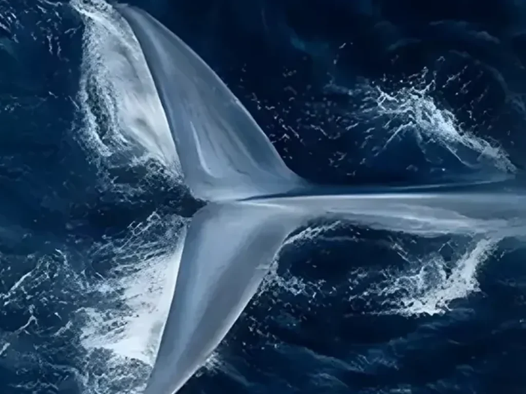 Close-up of the raised silver and white brushstrokes on the whale's tail against deep navy water, IA02