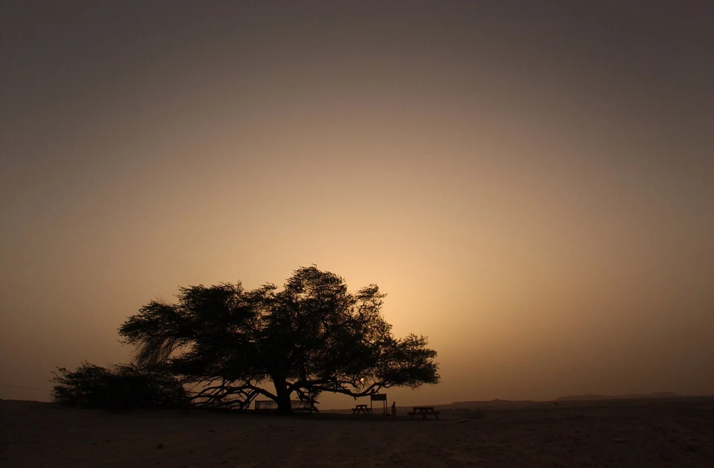 Tree of Life in Bahrain’s southern desert