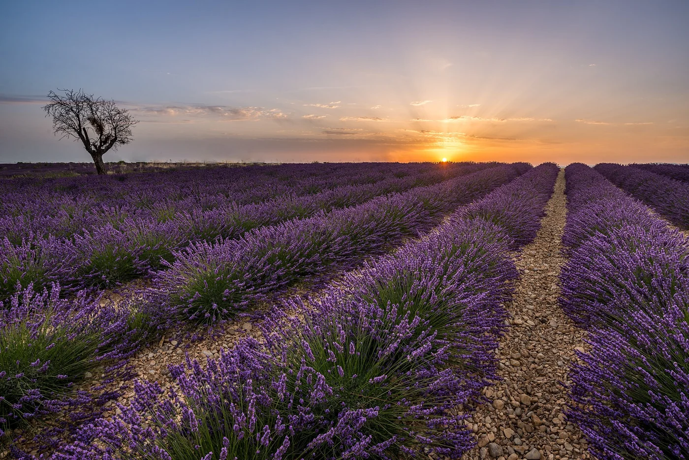 Lavender landscape on the Valensole plateau in Provence