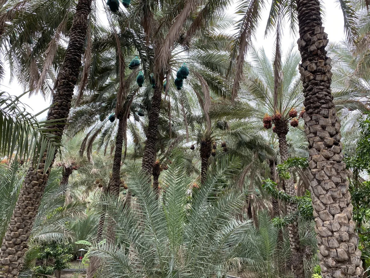 Palm grove in Al Ain Oasis