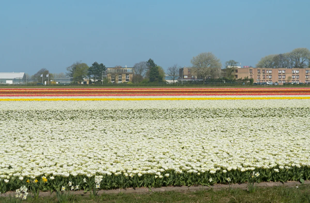 Tulip fields near Lisse
